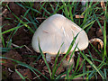 Fungi in Crop Field