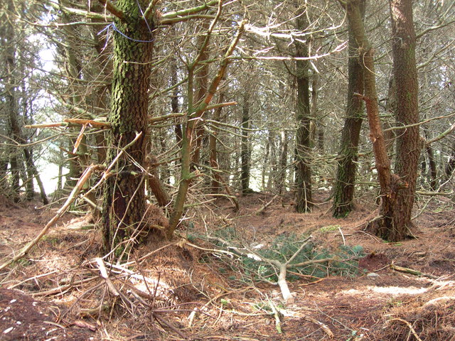 View from within pine forest showing extensive damage by cows