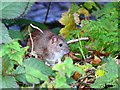 SU1868 : Brown rat near the River Kennet, Marlborough by Brian Robert Marshall