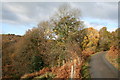 Deciduous woodland near Caerau