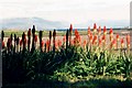 Kniphofias at Broadford / anns an Ath Leathann