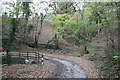 Wooded valley near Pencraig