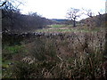 Field Near Tweeden Burn