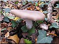 Clouded Agaric