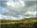 Sheep on farmland below Cytir Mynytho Common