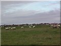 Sheep, near Freckleton