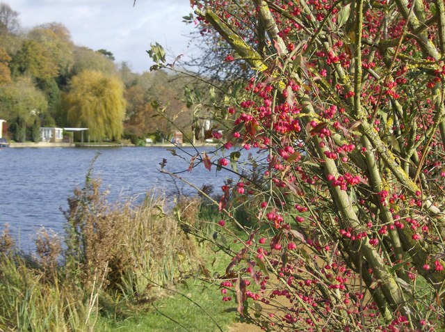 Spindle tree © Graham Horn :: Geograph Britain and Ireland