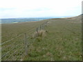 SE0681 : Fence running across Middle Rigg by Roger Nunn