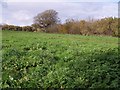 SX8964 : Field beside Nut Bush Lane by Derek Harper