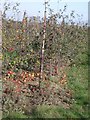 Windfall apples in Hernhill orchard