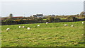 Sheep grazing west of the Bodwyddog road.