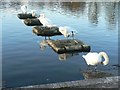 Five swans a-preening