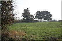 SK4941 : Oaks near Shortwood Farm by Alan Murray-Rust