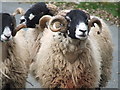 Sheep in the road near How Stean Gorge