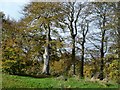 Beech trees in St. Columb