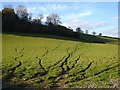 Pasture and woodland