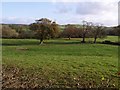 Trees in the Tamar valley