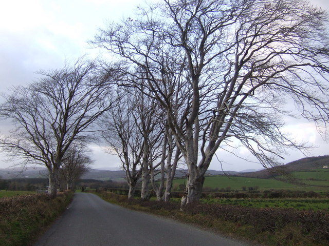 Beeches by the road to Church Hill