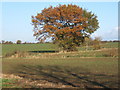 Farmland alongside Lambert