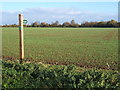 Footpath sign, no sign of footpath....