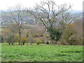 View down a hillside near Joy