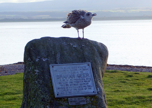 Young Herring Gull on the Brahan Seer memorial