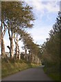 White trunks, Maesymeillion, Llandysul