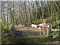 Gate to hillside woodland