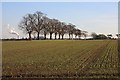 Fields at Fornham All Saints