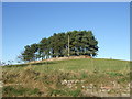 A walled copse