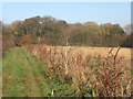 Footpath towards Ash Covert