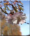 SX9393 : Cherry blossom, Belmont Park by Derek Harper