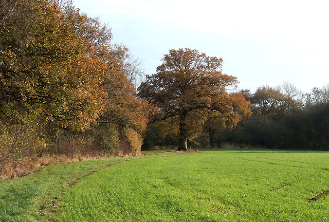 Cropfield by Woodland, near Overton, Shropshire