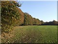 Autumn in Rough Wood Nature Reserve