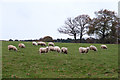 Sheep Grazing, Middleton Baggot, Shropshire