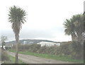 SH2530 : Palm trees at the entrance to Faerdre Farm by Eric Jones