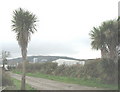 Palm trees at the entrance to Faerdre Farm