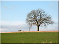 Tree and Trig on Whitwell Hill