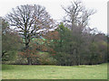 SO6388 : Trees by the Brook, near Neenton, Shropshire by Roger  Kidd