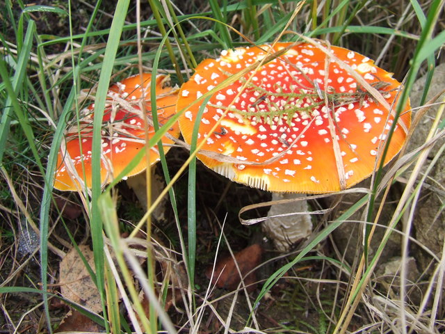 Fly Agaric in East Harptree Woods