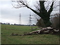 Pylons and fallen tree