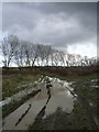 Muddy track and trees at Highstreet, near Yorkletts