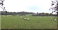 SO3902 : Sheep pasture near Usk by Jonathan Billinger