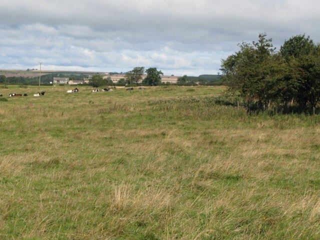 Pastures on Ouston Moor (2)