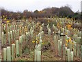 Landscaping near Egger