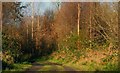 J0888 : Randalstown forest (1) by Albert Bridge