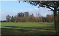 Field and trees near Aldham