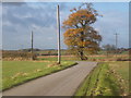TM0346 : Tree at lane corner, Whatfield Road by Andrew Hill