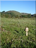 SO7639 : Emerging Parasol mushroom on Hangman's Hill by Trevor Rickard