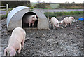 Pigs of Crib-House Farm